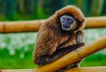 Weihandgibbon