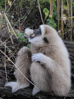 Ein Weihandgibbon nimmt im Tiergarten Schnbrunn einen kleinen Snack ein.