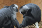 Zwei Schlank-Gibbons im Zoo Duisburg (September 2010)