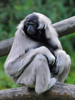 Ein Kappengibbon Anfang Juli 2010 im Zoo Schwerin.