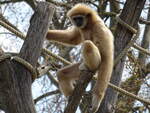 Ein Weihandgibbon (Hylobates lar) im Tiergarten Schnbrunn, 20.