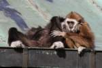 Weihandgibbons (Hylobates lar) beim Chillen (Hylobates lar) im Tierpark Berlin.