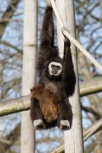 Hangelnder Weihandgibbon (Hylobates lar) mit Jungtier im Tierpark Berlin.