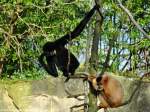 Sdlicher Gelbwangen-Schopfgibbon (Nomascus gabriellae).