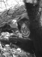 Ein Siamang im Zoo Duisburg.