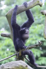 Ein Siamang im Zoo Duisburg.