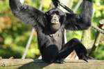 Eine Siamang im Zoo Dortmund.