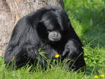 Ein Siamang im Zoo Dortmund.