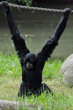 Siamangs im Zoo Dortmund.