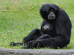 Eine Siamang-Dame im Zoo Dortmund.