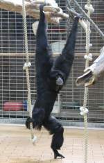 Siamang (Symphalangus syndactylus) am 11.3.2010 im Zoo Berlin.