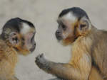  Besprechung  bei den Rckenstreifen-Kapuzineraffen Anfang Juli 2010 im Zoo Schwerin.