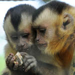 Neugierige Rckenstreifen-Kapuzineraffen Anfang Juli 2010 im Zoo Schwerin.