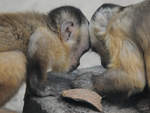 Rckenstreifen-Kapuzineraffen Anfang Juli 2010 im Zoo Schwerin.