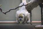 Schwarzer Brllaffe (Alouatta caraya) am 11.3.2010 im Zoo Berlin.