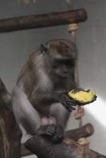 Dieser Javaneraffe (Macaca fascicularis) hat sich ein stck Ananas ausgesucht.