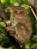 Manado-Koboldmaki (Tarsius tarsier - Typ Manado) im Bitung Zoo (near Manado, Nordost-Sulawesi, November 2013).