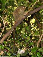 Sulawesi-Koboldmaki (Tarsius tarsier - Typ Manado) im Zoo Bitung nahe Manado - Nordost-Sulawesi (November 2013).