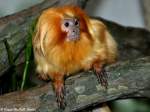 Goldenes Lwenffchen (Leontopithecus rosalia) im Zoo Frankfurt/Main (2012).