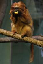 Dieses Goldene Lwenffchen (Leontopithecus rosalia) lsst sich eine Orangenscheibe schmecken.
