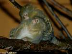 Weibauch-Zwergseidenffchen (Callithrix pygmaea niveiventris) im Tierpark Berlin (2005).