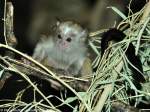 Silberffchen (Mico argentatus, frher Callithrix argentatus) im Tierpark Berlin.