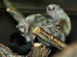 Silberffchen (Mico argentatus, frher Callithrix argentatus) im Tierpark Berlin.