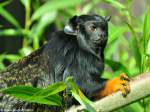 Rothandtamarin (Saguinus midas midas) im Zoo und Botanischen Garten Pilsen (Plzen, Juni 2015).