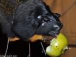 Rothandtamarin (Saguinus midas midas) im Tierpark Berlin (2010).