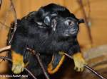 Rothandtamarin (Saguinus midas midas).