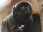 Ein Springtamarin mit einem kleinen Snack im Dortmunder Zoo.