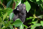 Ein Springtamarin sucht seine Kollegen im Gest.