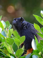 Ein Springtamarin, abgelichtet im Zoo Barcelona (Dezember 2011)