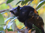 Ein Springtamarin, abgelichtet im Zoo Barcelona (Dezember 2011)