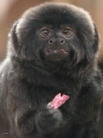 Ein hungriger Springtamarin im Zoo Dortmund.