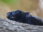 Rothand-Tamarine im Zoo Duisburg.