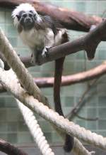 Lisztaffe (Saguinus oedipus) am 11.3.2010 im Zoo Berlin.