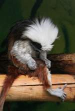 Dieser Lisztaffe (Saguinus oedipus) muss sich selber lausen.