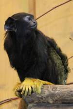 Rothandtamarin (Saguinus midas) im Tierpark Berlin.