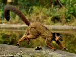 Eulemur collaris (Halsbandmaki) im Tierpark Berlin.