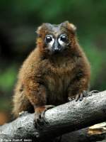 Rotbauchmaki (Eulemur rubriventer).