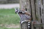 Kattamutter mit 2 Jungtieren im Tierpark Ueckermnde.