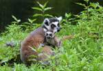 Kattas - Tierpark Berlin