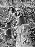 Eine Kattafamilie im Tiergarten Schnbrunn.