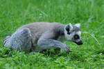 Ein Katta auf Entdeckungstour Anfang Juli 2010 im Zoo Schwerin.