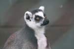 Katta (Lemur catta) am 26.9.2010 im Jungle Cat World Wildlife Park in Orono,Ont.