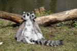 Kattas (Lemur catta) beim Sonnenbad im Tierpark Berlin.