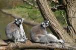 Ist das heute wieder langweilig, immer nur in der Sonne rumsitzen! Kattas im Tierpark Berlin.