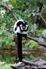 Der Schwarzweie Vari ist eine auf Madagaskar lebende Primatenart aus der Gruppe der Lemuren.