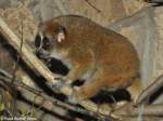 Zwergplumplori (Nycticebus pygmaeus) im Thringer Zoopark Erfurt.